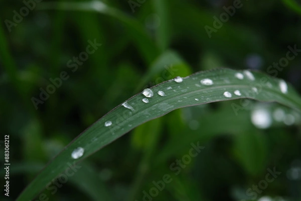 Obraz Green leaves closeup background