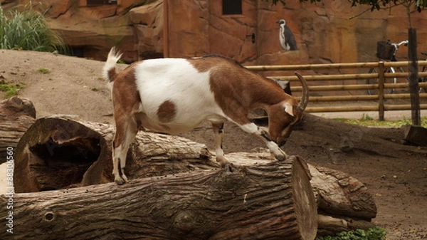 Obraz Kamerun Zwergziege