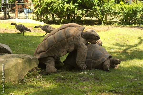 Obraz Riesenschildkröte
