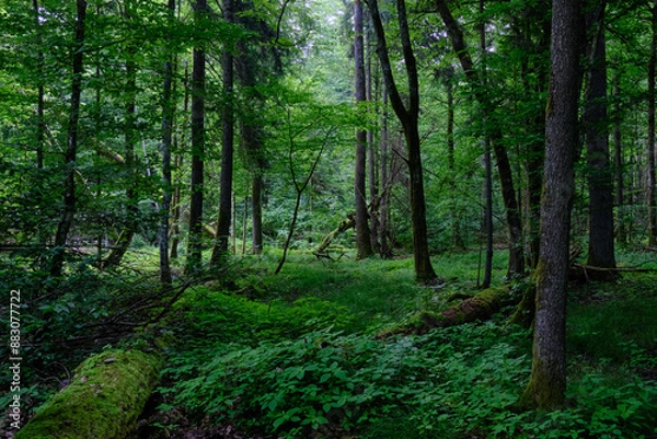 Fototapeta Springtime deciduous stand with old trees