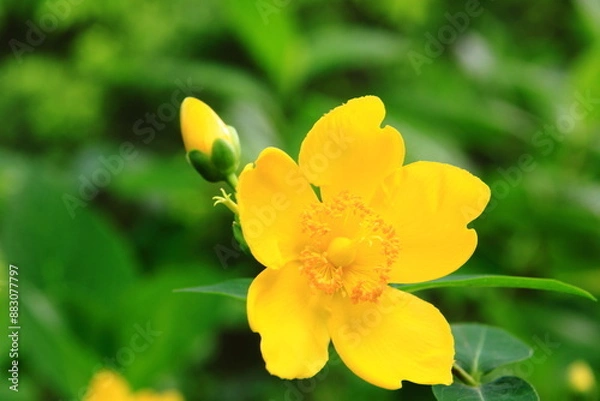 Fototapeta A vibrant yellow flower in full bloom, surrounded by green leaves and budding flowers, capturing the essence of a garden in nature.
