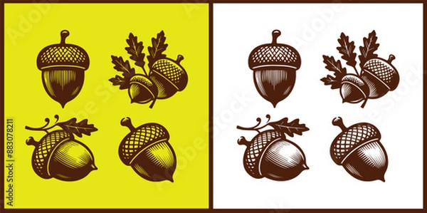 Fototapeta acorn icon set Oak nut Oak seed Oak apple collection Vector illustration