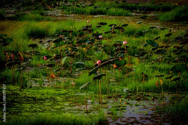 Fototapeta lotus  in the swamp with green leaf.