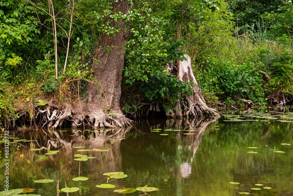 Fototapeta Green setting with a calm river with lush vegetation and trees with exposed roots. Water lily leaves float in the water. The setting is densely planted with calamus and other aquatic vegetation