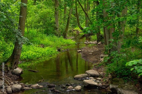 Fototapeta Peaceful little river flowing through a deciduous forest. Dense green vegetation and large stones in the water and on the bank.