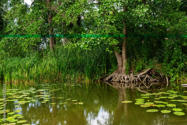 Fototapeta Green setting with a calm river with lush vegetation and trees with exposed roots. Water lily leaves float in the water. The setting is densely planted with calamus and other aquatic vegetation