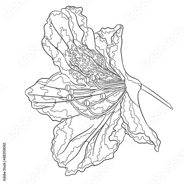 Obraz Flower rhododendron mountain shrub  outline on a white background  vintage bloom nine vector illustration editable hand draw
