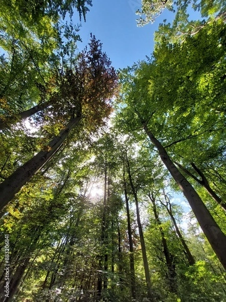 Obraz Blick nach oben