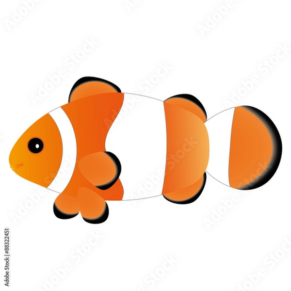 Obraz カクレクマノミ