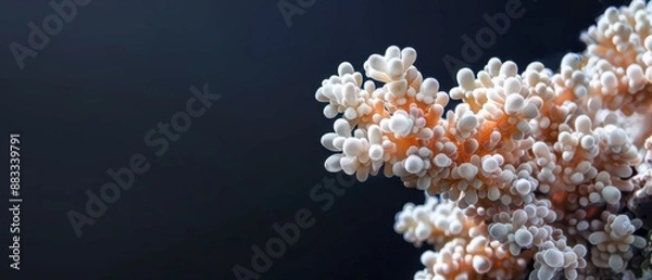 Obraz Close-Up of Orange and White Coral Branch Against a Blue Background