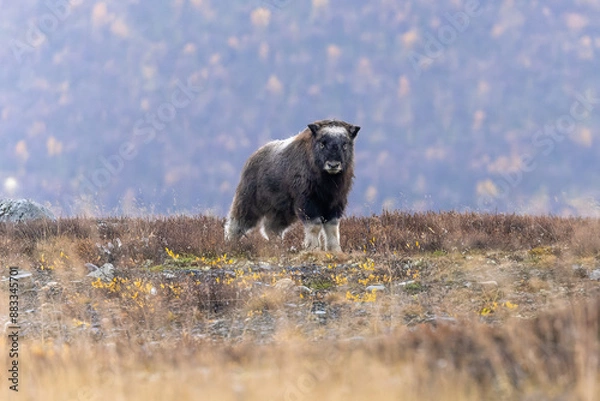 Fototapeta junger Moschusochse