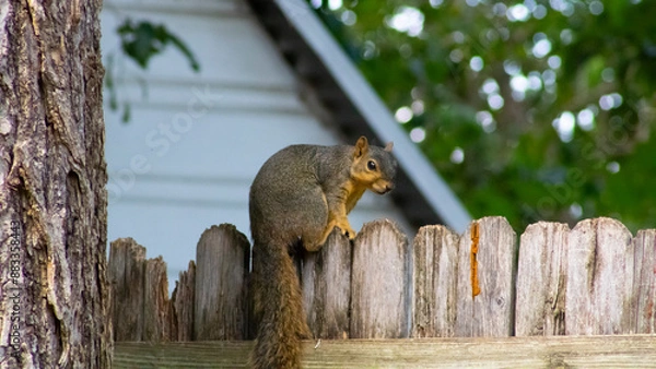 Obraz squirrel on a fence