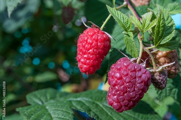 Fototapeta garden raspberries on a branch