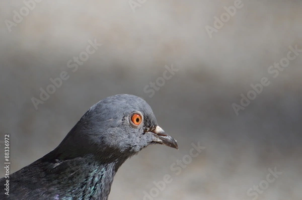 Fototapeta pigeon