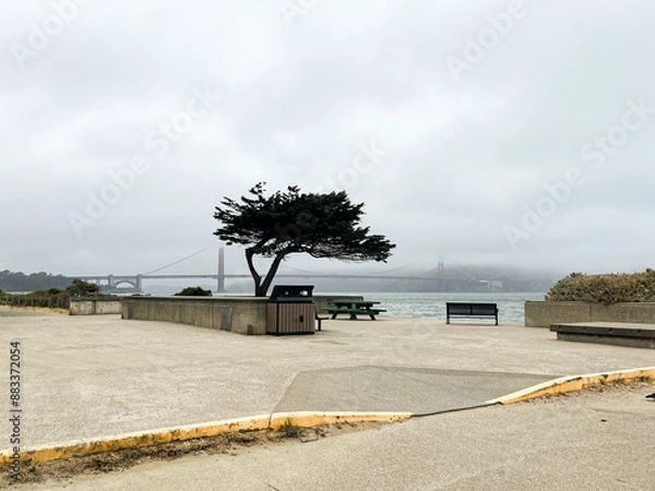 Fototapeta Golden Gate bridge in San Francisco partially covered in clouds and fog. Foggy day. Empty benches under the cypress tree. American iconic landmark.