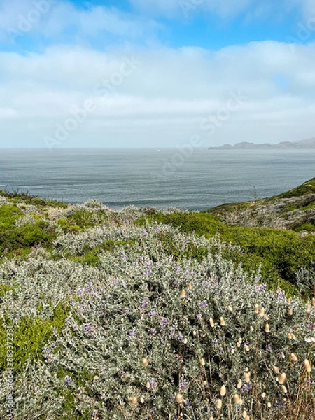 Fototapeta California coast with views on the waters of the bay on the bright day. Bushes and flowers of the West Coast nature in front of the lightly cloud skies. Waves of the Pacific Ocean waters of the bay.