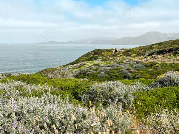Fototapeta California coast with views on the waters of the bay on the bright day. Bushes and flowers of the West Coast nature in front of the lightly cloud skies. Waves of the Pacific Ocean waters of the bay.