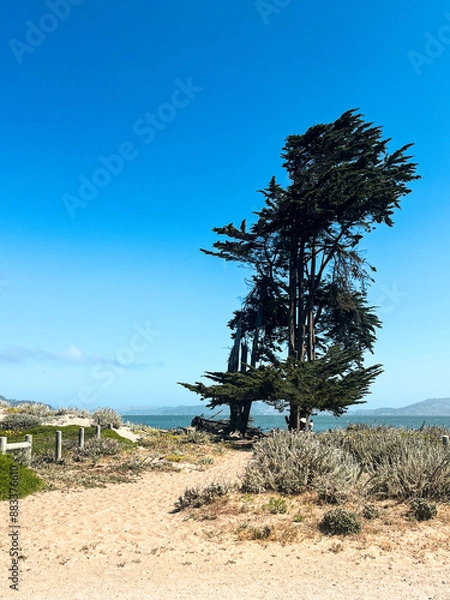 Fototapeta Landscapes and trails for hiking through the California coast. Bushes and flowers of the West Coast nature in front of the lightly cloud skies. Lone trees create lovely shades on the hiking trails.