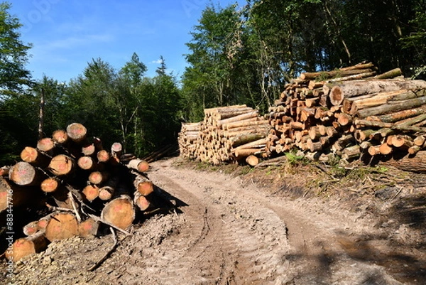 Obraz stack of firewood