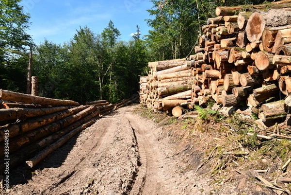 Obraz Baumstämme lagern an einem Waldweg
