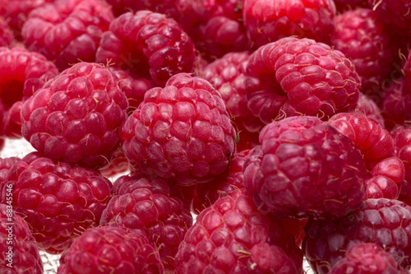 Obraz A beautiful selection of freshly picked ripe red raspberries.