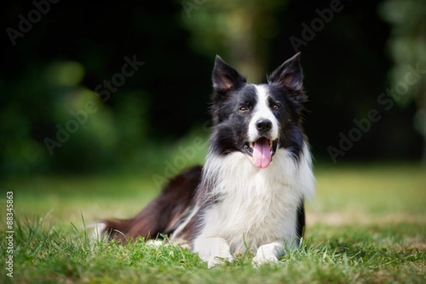 Obraz Border collie odpoczywa
