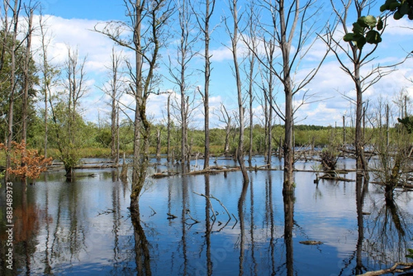 Obraz lake in the forest