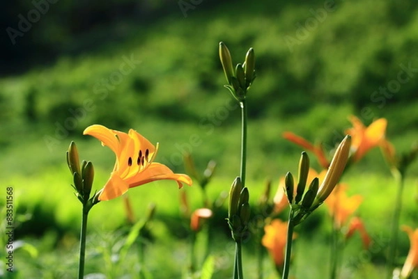 Obraz ニッコウキスゲの群落