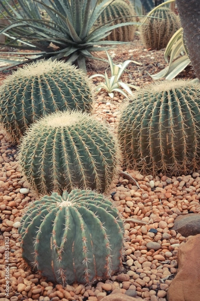 Fototapeta cactus with filter effect retro vintage style