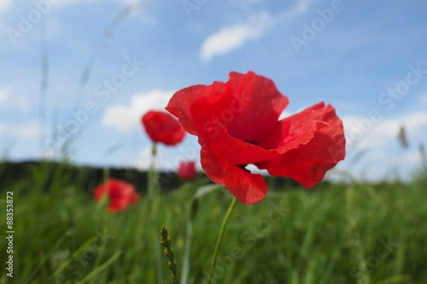 Obraz Mohnblume auf grüner Wiese