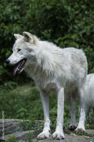 Obraz wolf in captivity