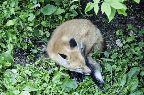 Obraz sleeping fox
