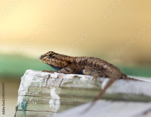 Fototapeta Spiny Lizard