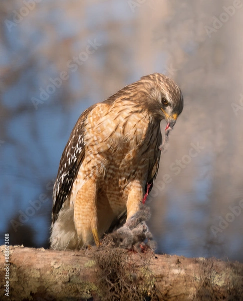 Fototapeta red tailed hawk
