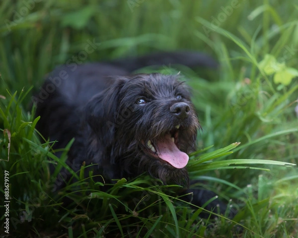 Fototapeta Truffle Dog
