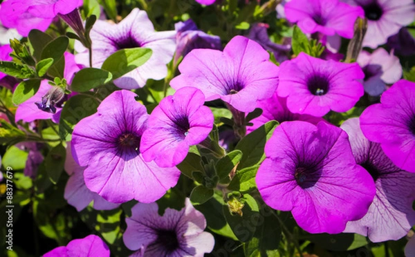 Obraz Purple Flowers
