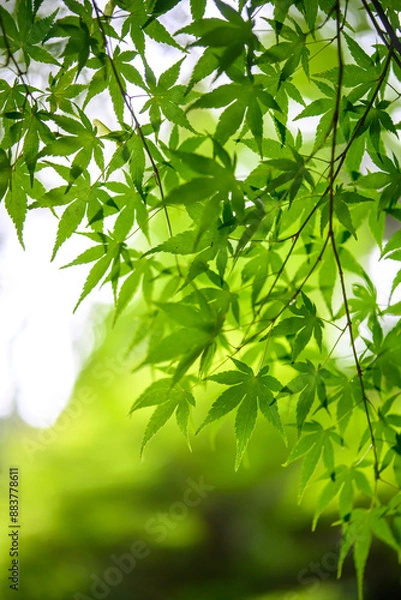 Fototapeta 青もみじ