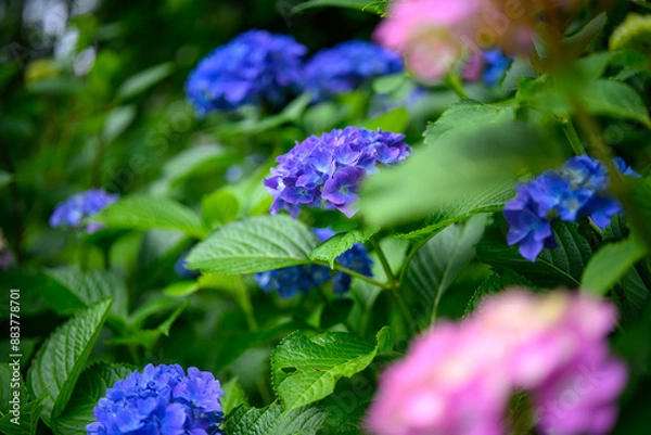 Fototapeta 紫陽花