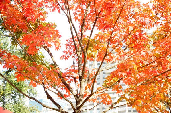 Fototapeta boston common
