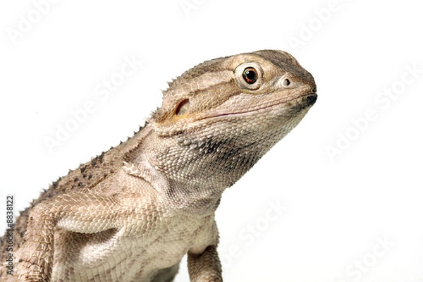 Obraz Rankins Dragon