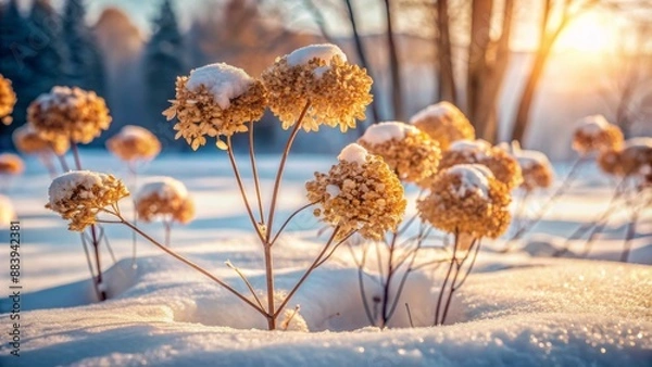 Fototapeta Serene winter scenery featuring delicate dry hydrangea flowers and twigs against a soft, snowy backdrop, warm calm light, shallow focus.