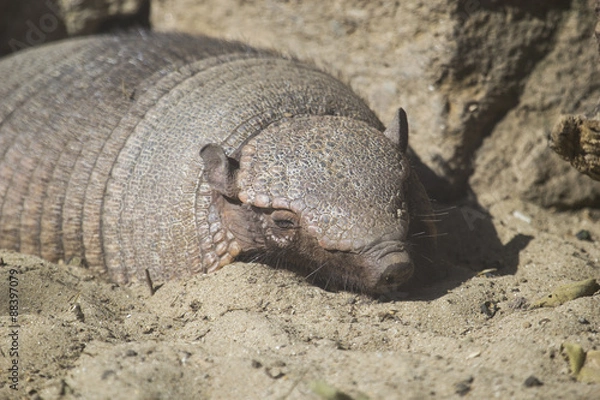Obraz Big hairy armadillo sleeping