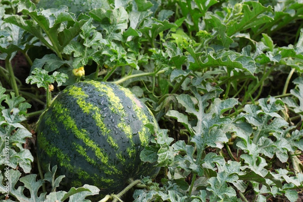 Obraz water mellon after rain