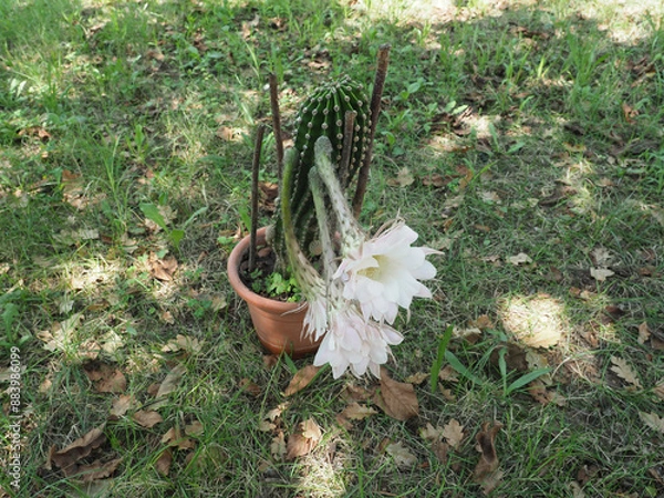 Obraz potted cactus plant