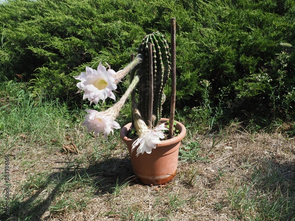 Obraz potted cactus plant