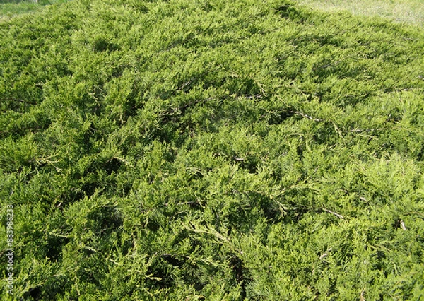 Obraz pine tree leaves background