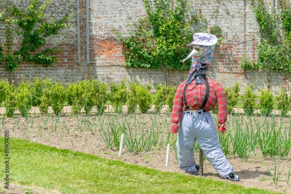 Fototapeta Scarecrow in a vegetable patch