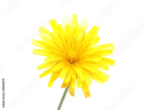 Obraz  crepis flower on a white background