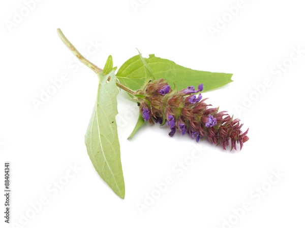 Obraz Brunella vulgaris on a white