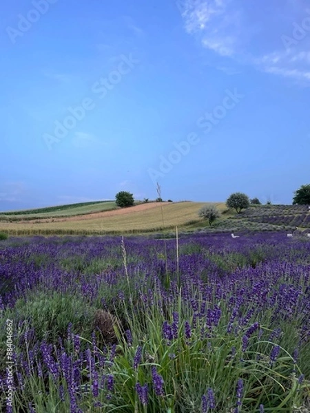 Obraz lavender field in region